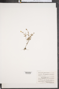 Oenothera perennis image